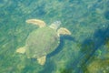 Large sea turtle Caretta Caretta in the Mediterranean Sea Royalty Free Stock Photo