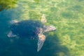 Large sea turtle Caretta Caretta in the Mediterranean Sea Royalty Free Stock Photo