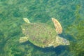 Large sea turtle Caretta Caretta in the Mediterranean Sea Royalty Free Stock Photo