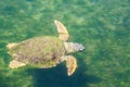 Large sea turtle Caretta Caretta in the Mediterranean Sea Royalty Free Stock Photo