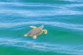 Large sea turtle Caretta Caretta in the Mediterranean Sea Royalty Free Stock Photo