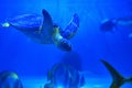 A large sea turtle floats among the fish Royalty Free Stock Photo