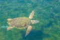 Large sea turtle Caretta Caretta in the Mediterranean Sea Royalty Free Stock Photo