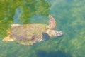 Large sea turtle Caretta Caretta in the Mediterranean Sea