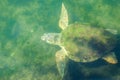 Large sea turtle Caretta Caretta in the Mediterranean Sea