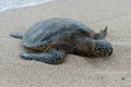 Sea turtle at the beach on the Big Island of Hawaii Royalty Free Stock Photo