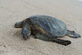 Sea turtle at the beach on the Big Island of Hawaii Royalty Free Stock Photo