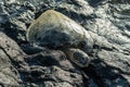 Large sea turtle on the rocks on the Big Island of Hawaii Royalty Free Stock Photo