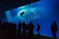 A large sea turtle swims by