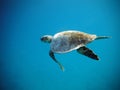 Large sea turtle swims under water Royalty Free Stock Photo