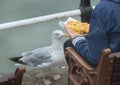 Large Seagull begging for food. Royalty Free Stock Photo