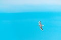 Large seagull bird in flight Royalty Free Stock Photo