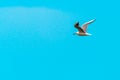 Large seagull bird in flight Royalty Free Stock Photo