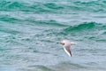 Large seagull bird in flight Royalty Free Stock Photo