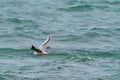 Large seagull bird in flight Royalty Free Stock Photo