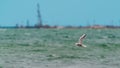 Large seagull bird in flight Royalty Free Stock Photo