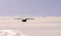 Large Seagull Bird Royalty Free Stock Photo