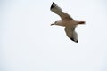 A large seagull flies against a light gray sky. Shot from the bottom point