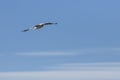 Seagull gliding in the wind Royalty Free Stock Photo