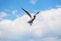 Large Seagull hovering in the background of cloudy sky Royalty Free Stock Photo