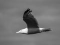 Monochrome shot of large seagull with menacing eyes in flight