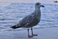 Large Seagull on the riverbank Royalty Free Stock Photo