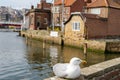A large seagull sits on the harbour wall near the Captain Cook Museum, Whitby, North Yorkshire, UK