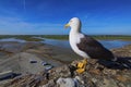 Large seagull waits for food from tourists on stone wall of Mont Saint-Michel Abbey. Blurred landscape in the background Royalty Free Stock Photo