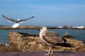 Large seagulls on the parapet