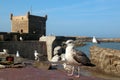 Large seagulls on the parapet of the promenade
