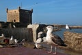 Large seagulls on the parapet of the promenade