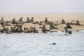 large seal group at Pelican point, Namibia