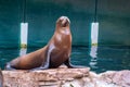 Large seal on a stone in a lake at the zoo