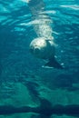 Large seal swimming in blue water