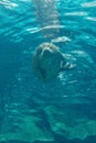 Large seal swimming in blue water