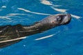 Large seal swimming gracefully in a tranquil blue pool of water