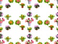 Large seamless pattern bright fresh violets and tulips isolated on white Royalty Free Stock Photo