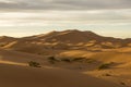 Large Seas Of Dunes Of Erg Chebbi In Morocco