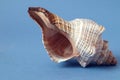 Large seashell on a blue background space for text