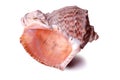 Large seashell conch isolated close up white background