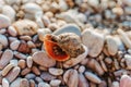 A large seashell lies on the pebbles on the beach during sunset. Royalty Free Stock Photo