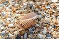 Large seashell lies on top of many small round seashells