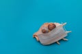 Large seashell in a medical face mask on a blue background. Summer concept, tourism, pandemic, flat lay Royalty Free Stock Photo