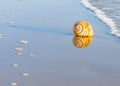 Large seashell on sand with beach and sea background