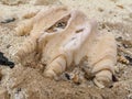 Large seashell on the seashore on the coast of the red sea Royalty Free Stock Photo