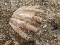 Large seashell on the seashore on the coast of the red sea Royalty Free Stock Photo