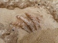 large seashell on the seashore on the coast of the red sea Royalty Free Stock Photo