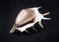 Large seashell with spines Common lambis, on a black background