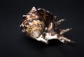 Large seashell with spines Common lambis, on a black background