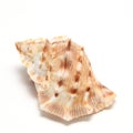 Large seashell